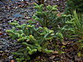 Abies cephalonica Meyers Dwarf IMG_1797 Jodła grecka